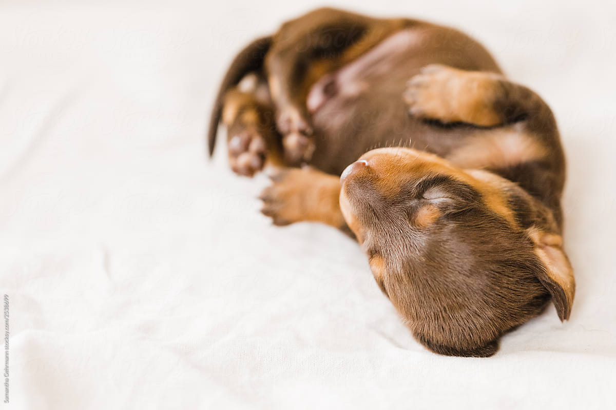 Dachshund puppy sleeping on its back