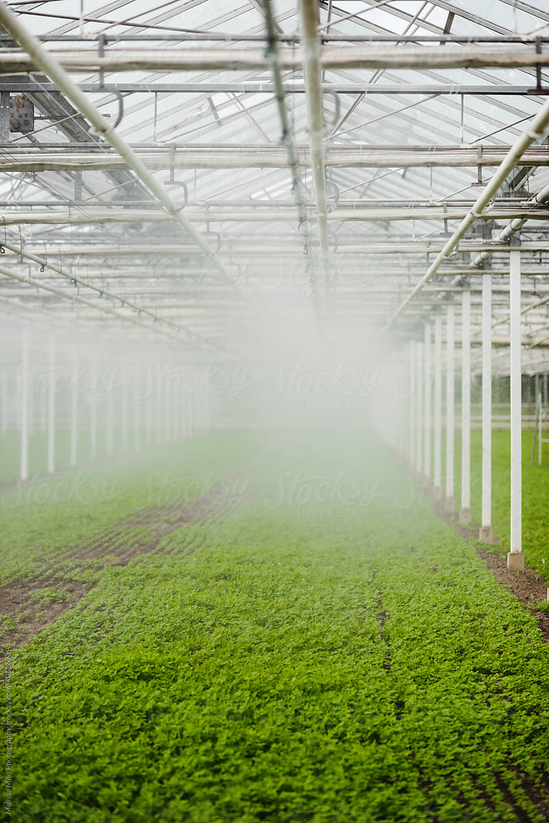 Misty image of greenhouse