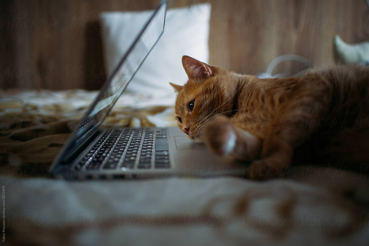 ginger cat working on the bed with laptop