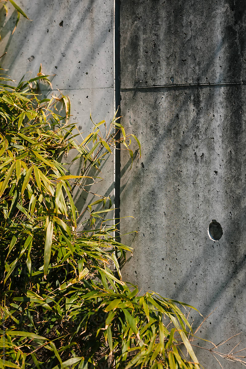 Bamboo and Plant Shadows on Concrete Wall