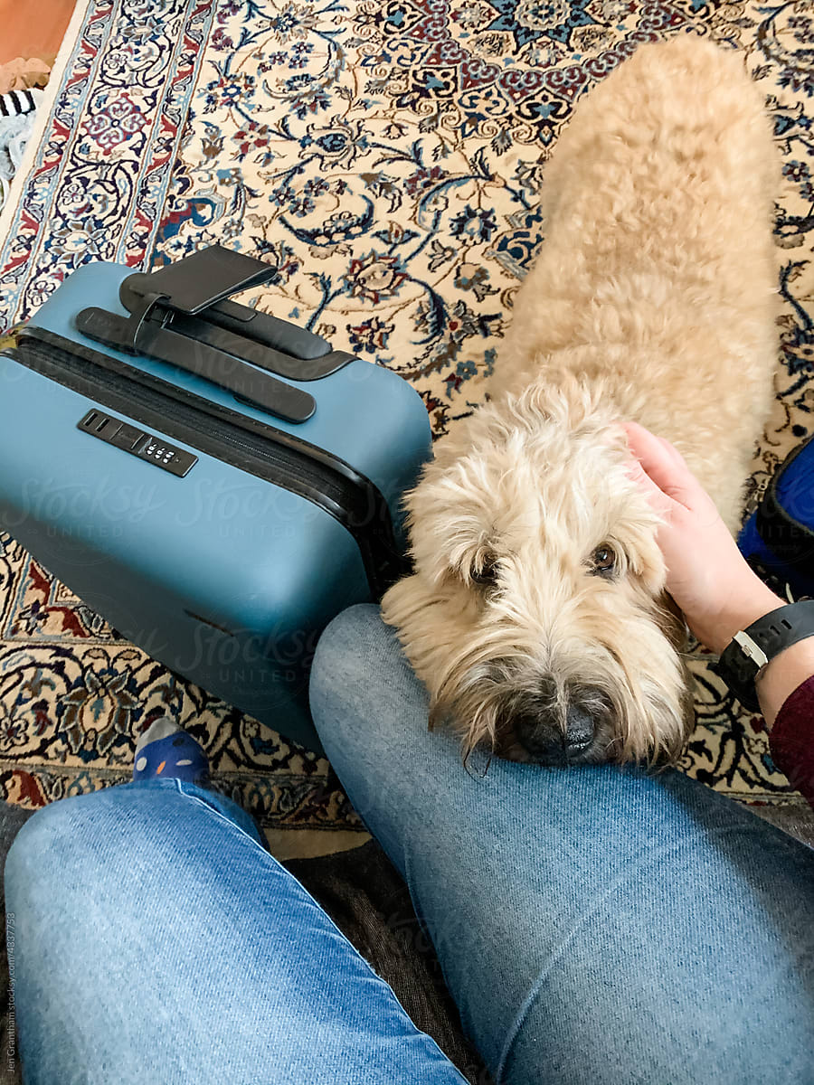 Dog worried next to suitcase