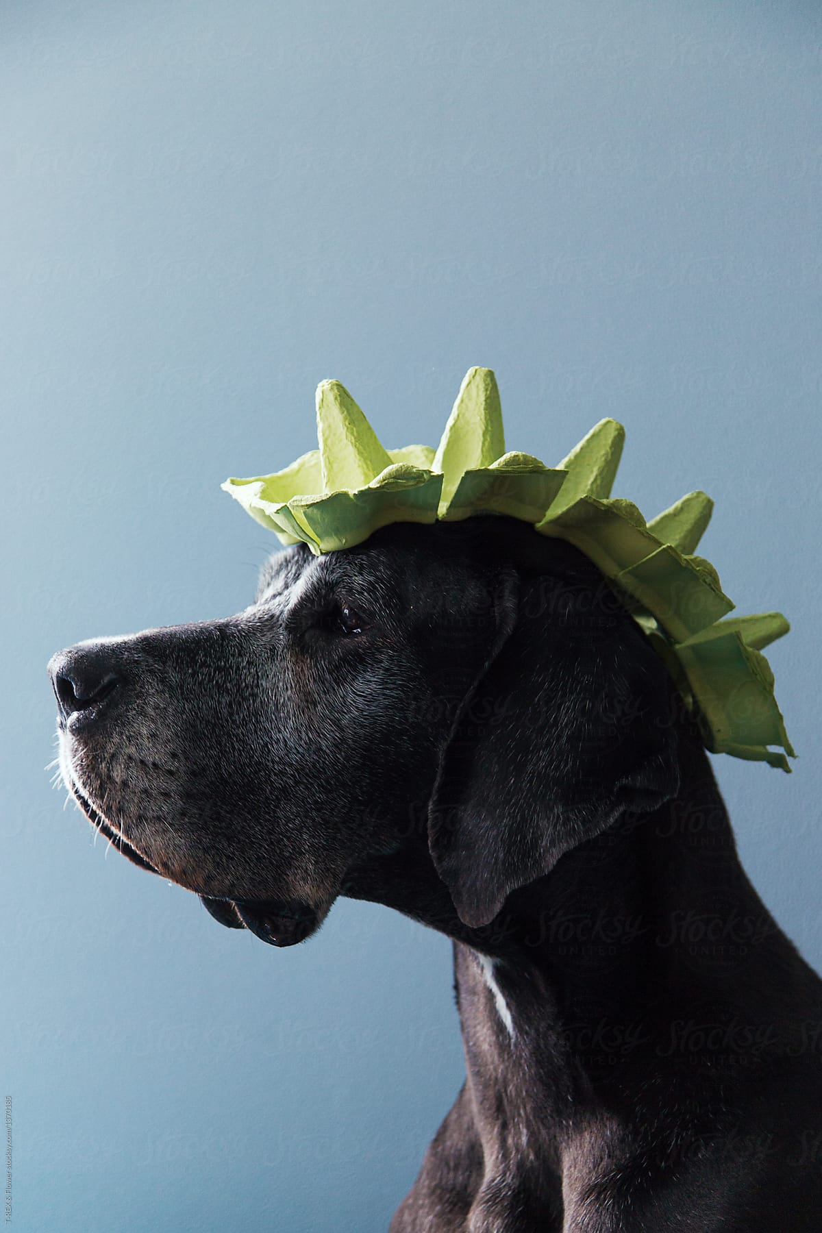 Conceptual shot of Great Dane with mohawk