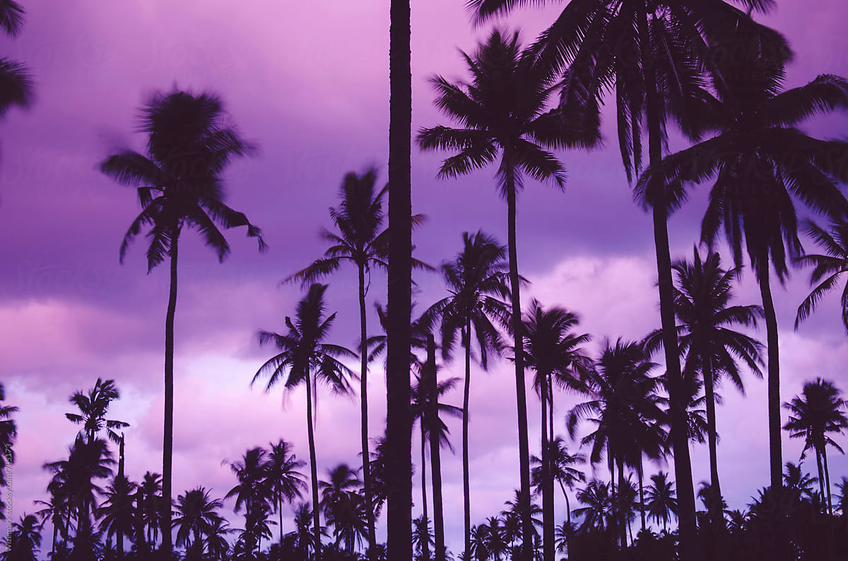 Summer silhouetted palm trees pattern during beautiful purple sunset