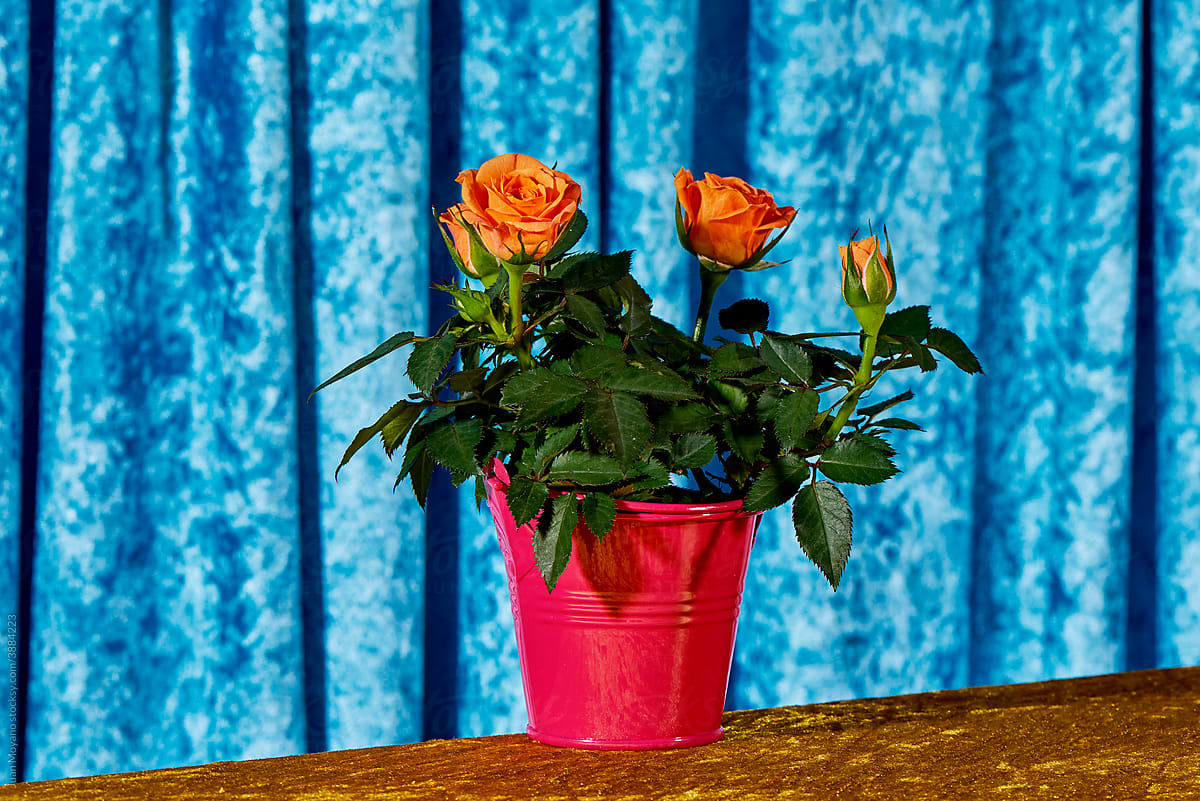 miniature rosebush with orange roses