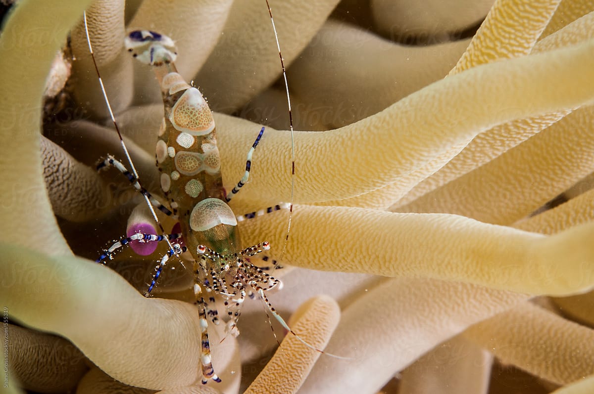 Spotted Cleaner Shrimp in Anemone