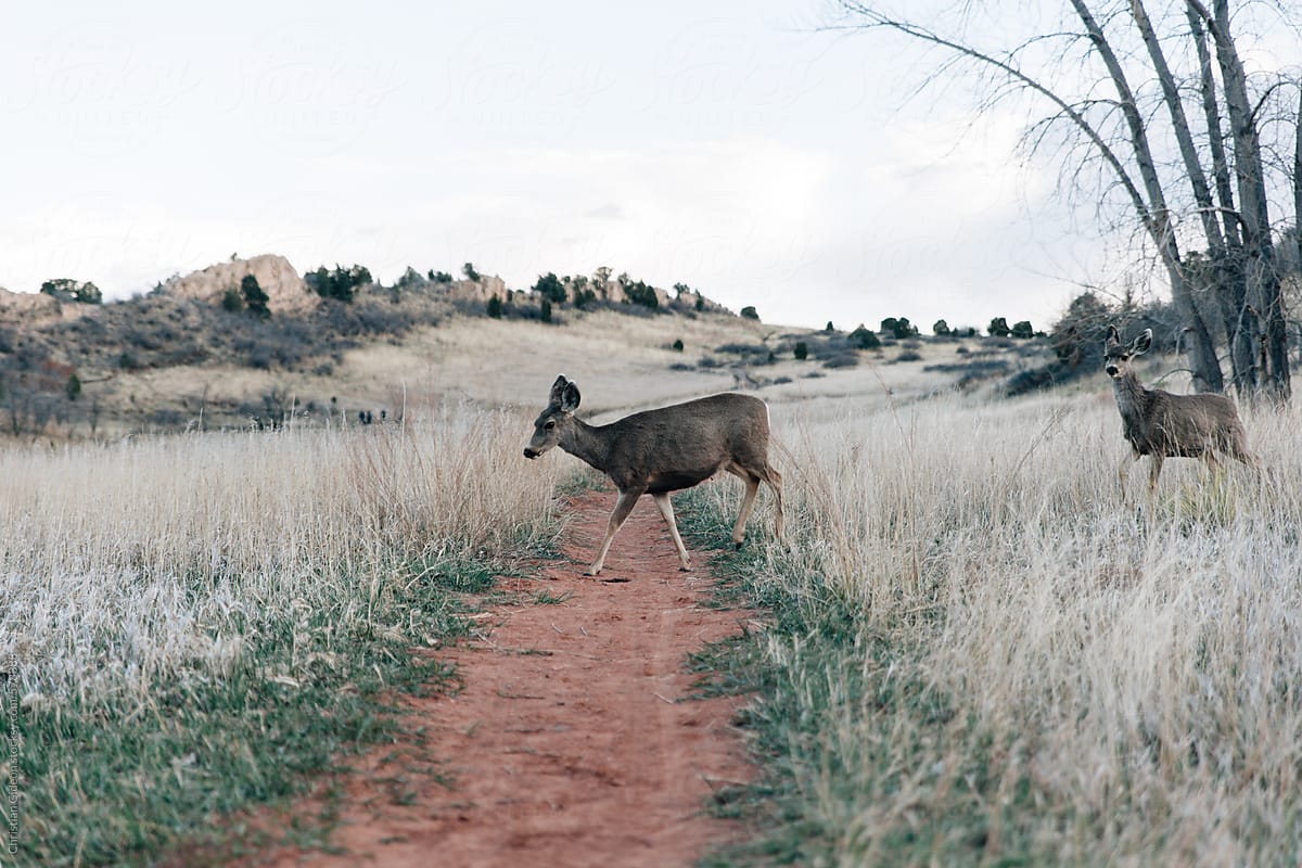 Deer Crossing Trail