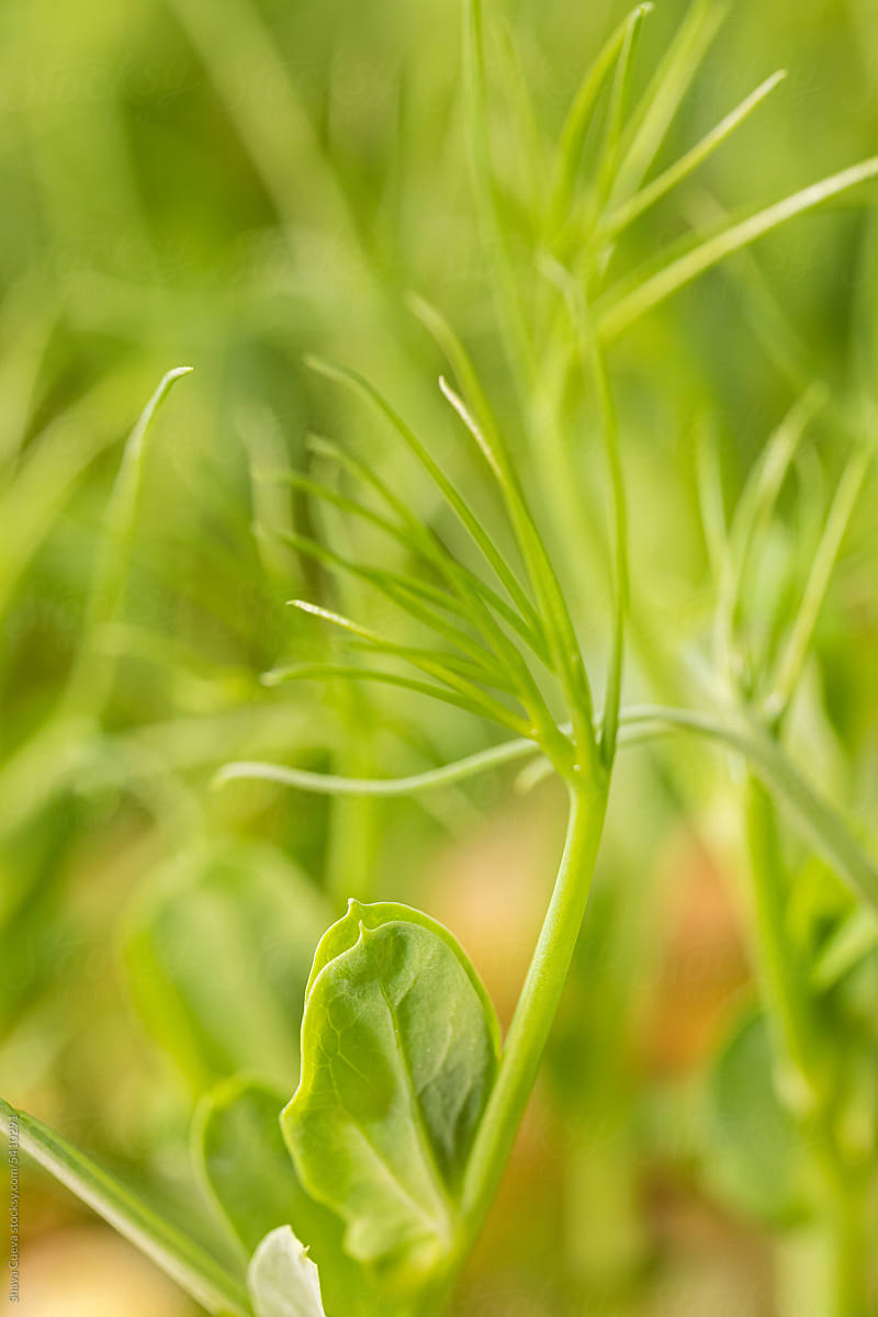 Macro closeup of pea sprouts microgreen leaves