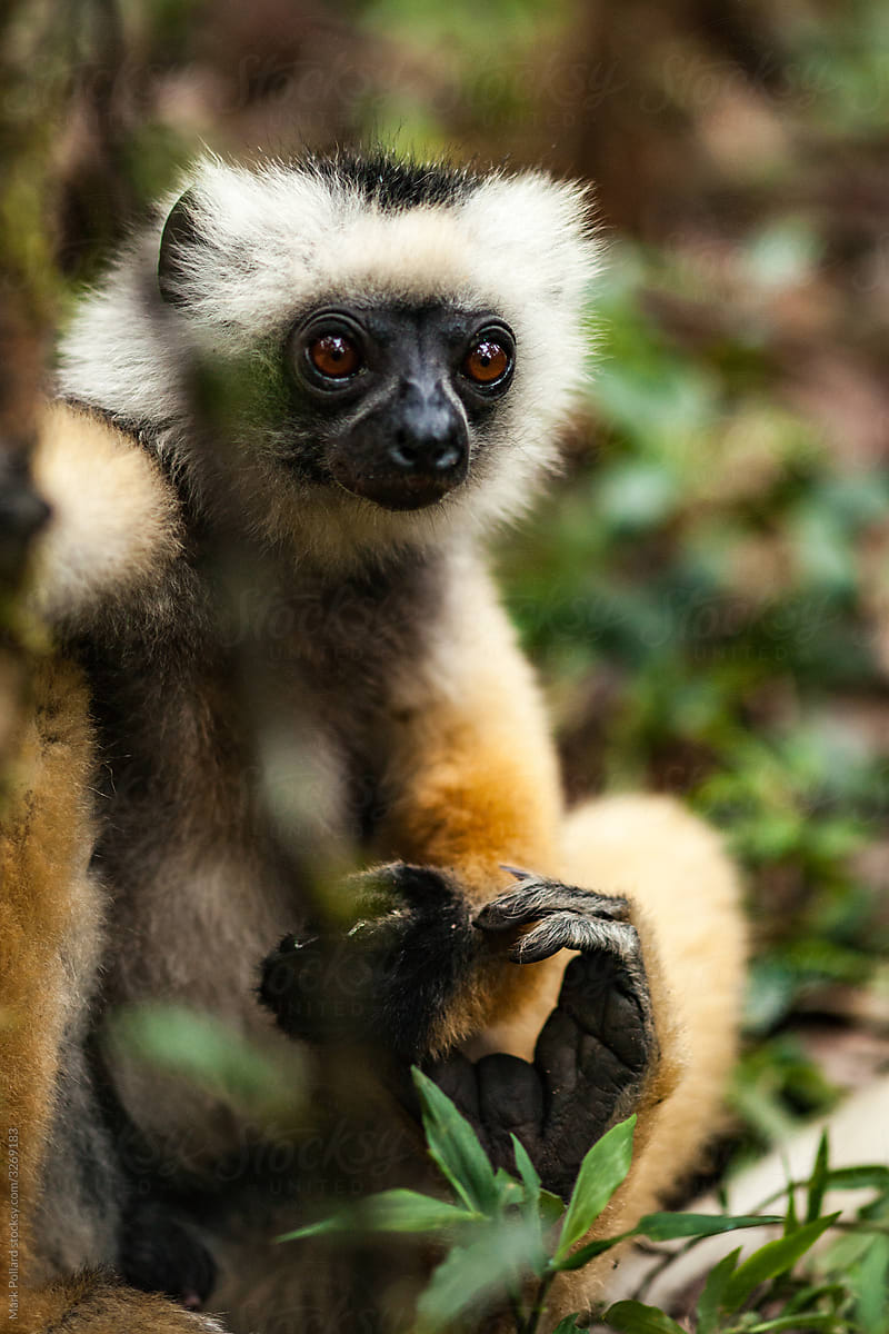 A Wise Old Lemur Meditates