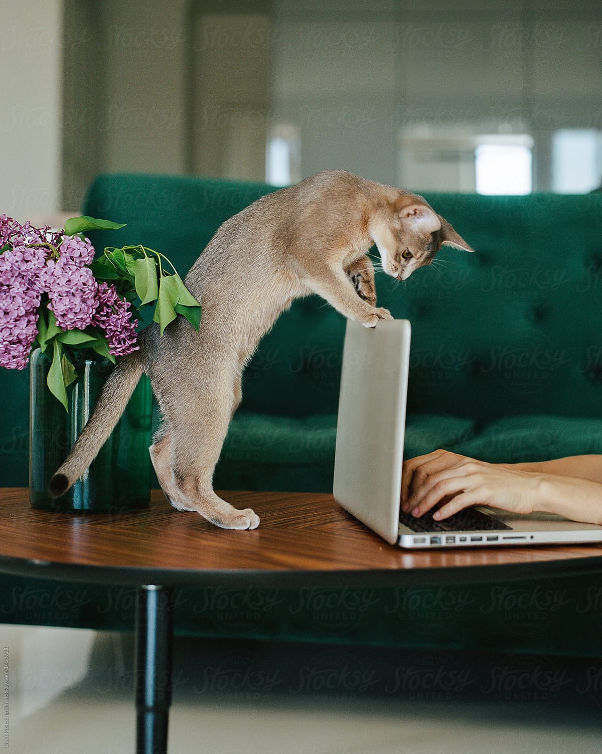 A kitten looks at the person who works for the laptop