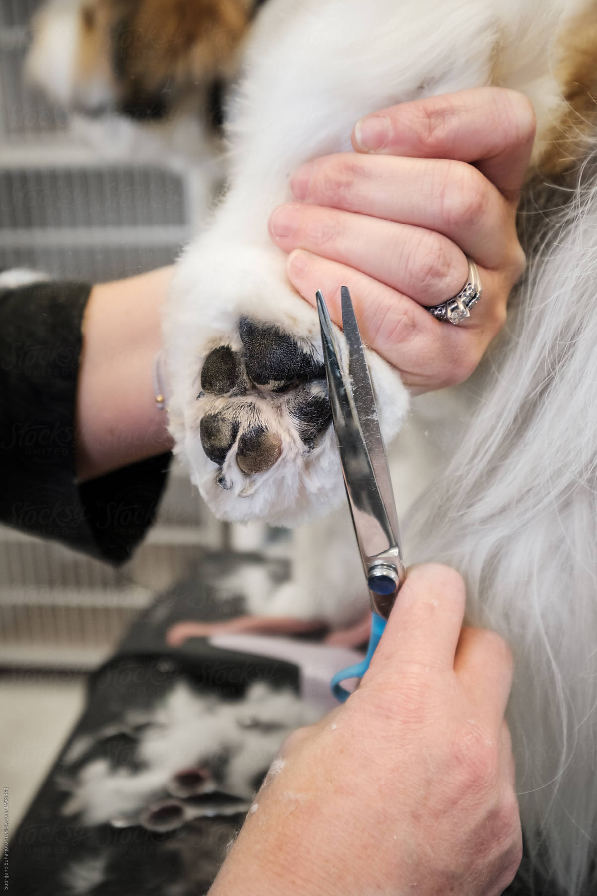 Small Business Pet Groomer Cutting Dog Hair With Scissors