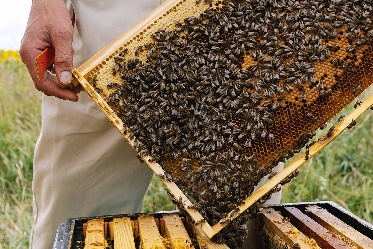 Anonymous beekeeper hive honeycomb