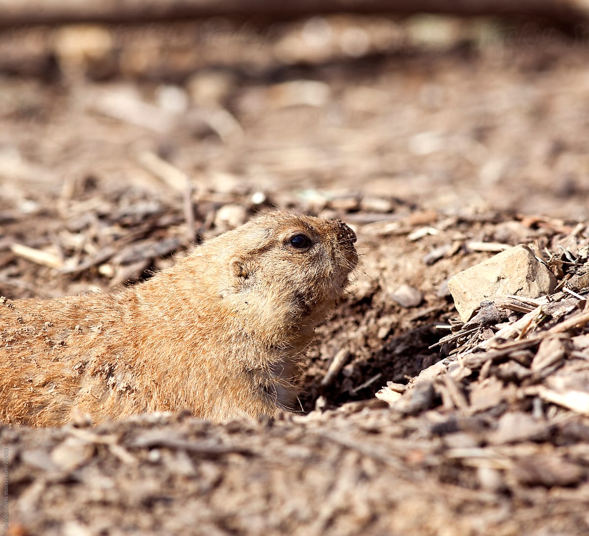 Prairie Dog Closeup Burrowed in a Hole in the Ground