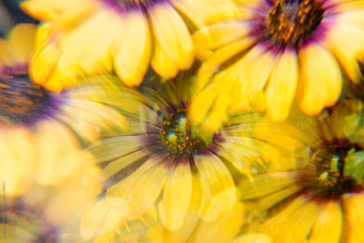 Daisies photographed through prisms