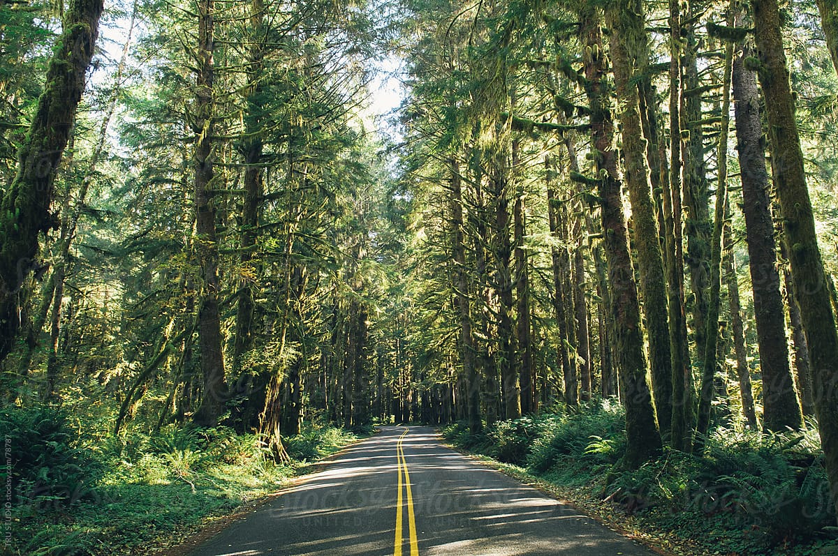 Washington Rainforest Road