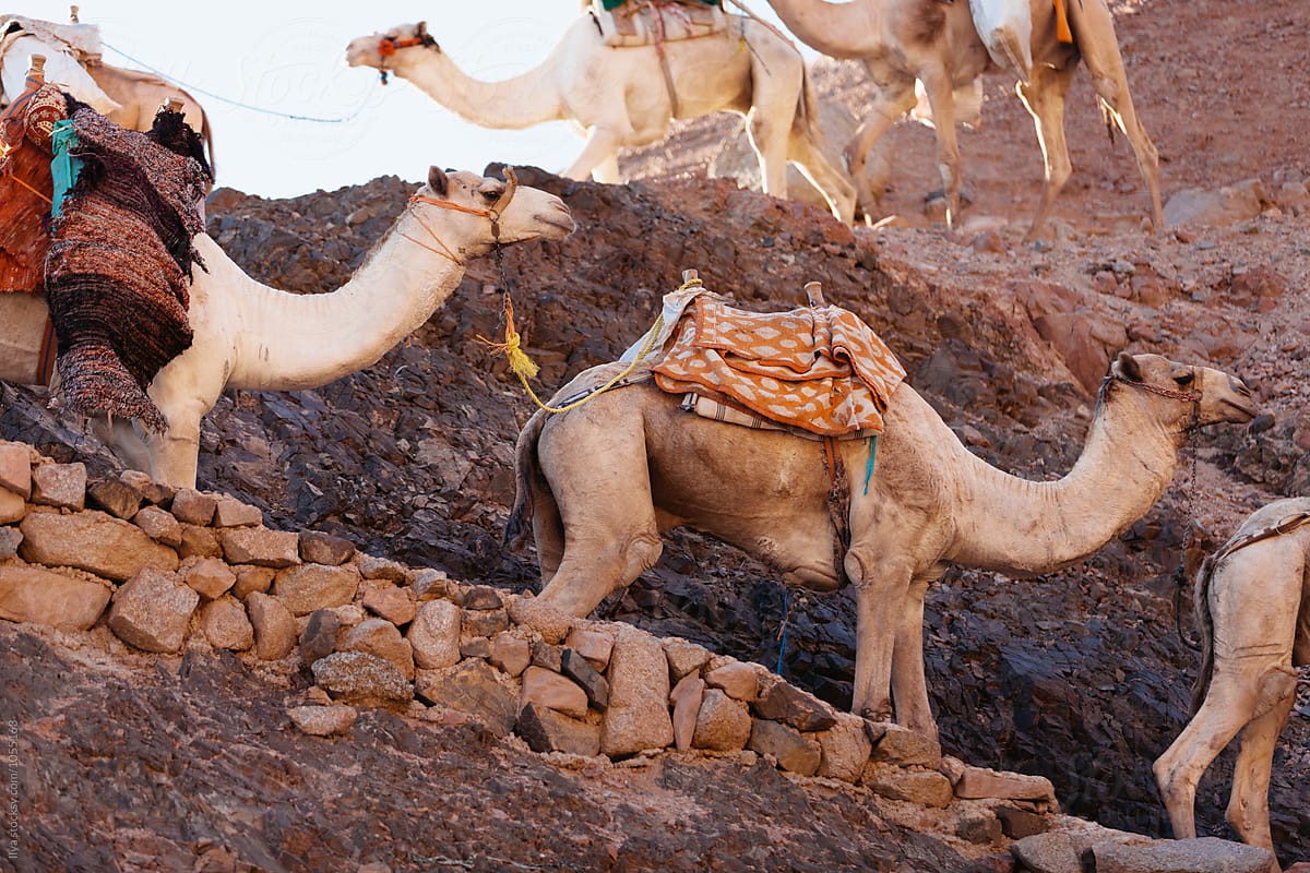 Camel caravan group nature Egypt desert