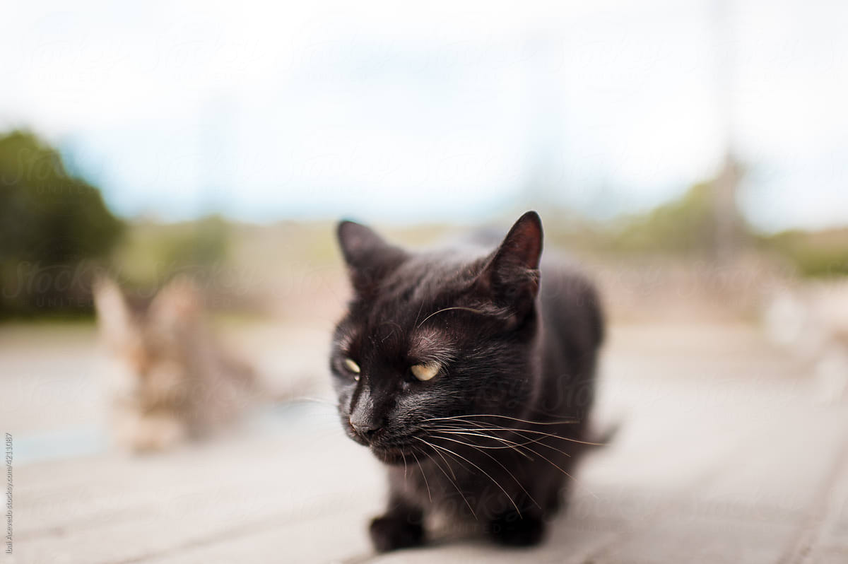 Tough black cat on the street