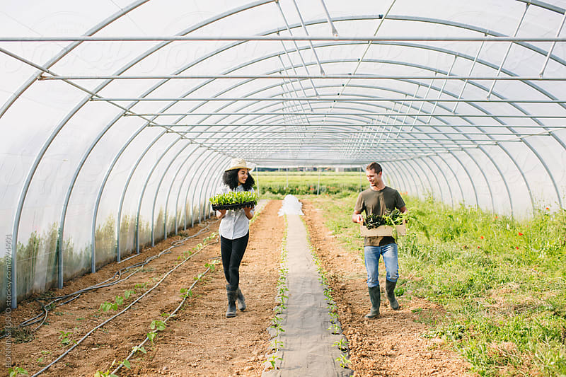 Farmer couple holding organic vegetables in a greenhouse.