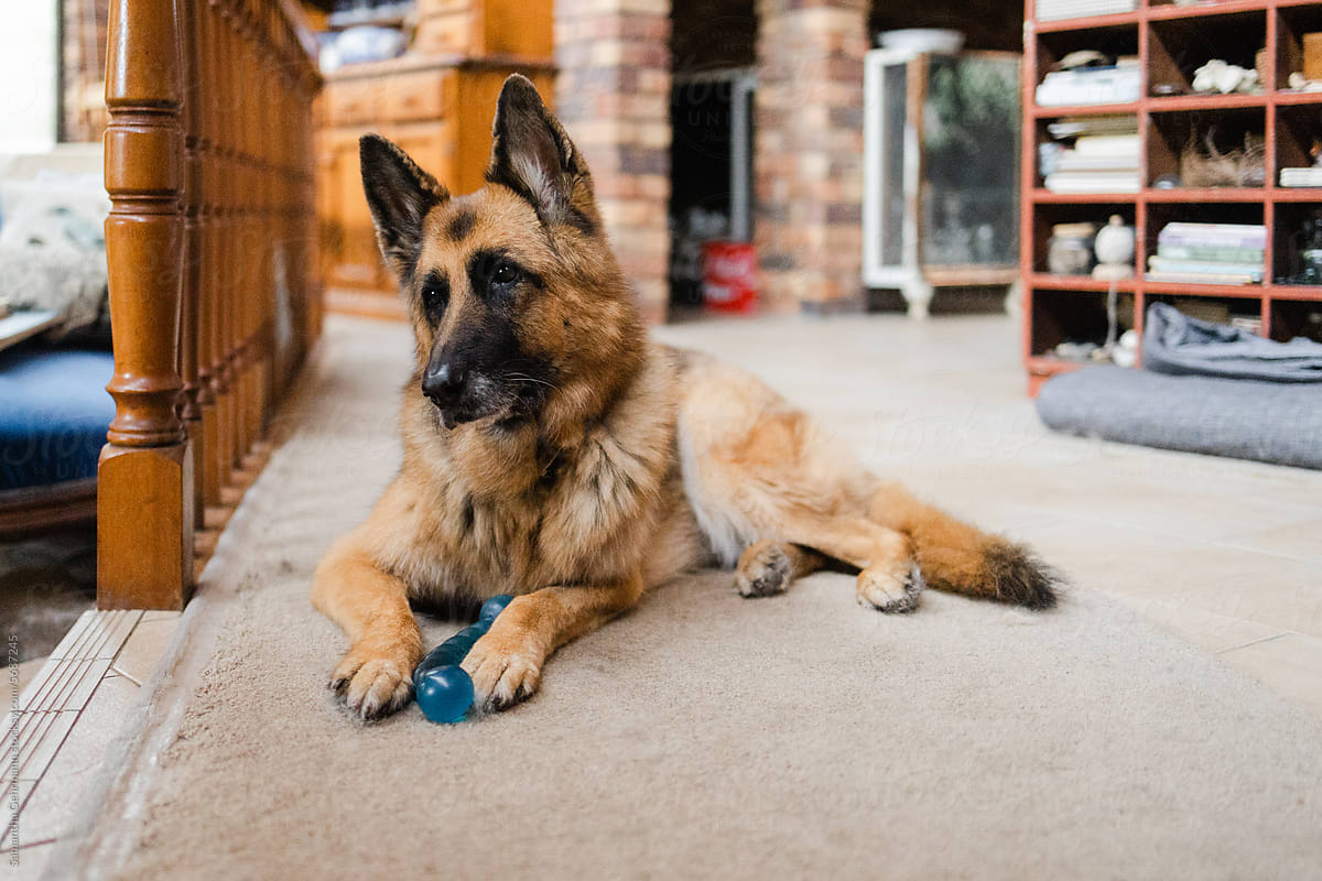 geriatric German shepherd dog in her home
