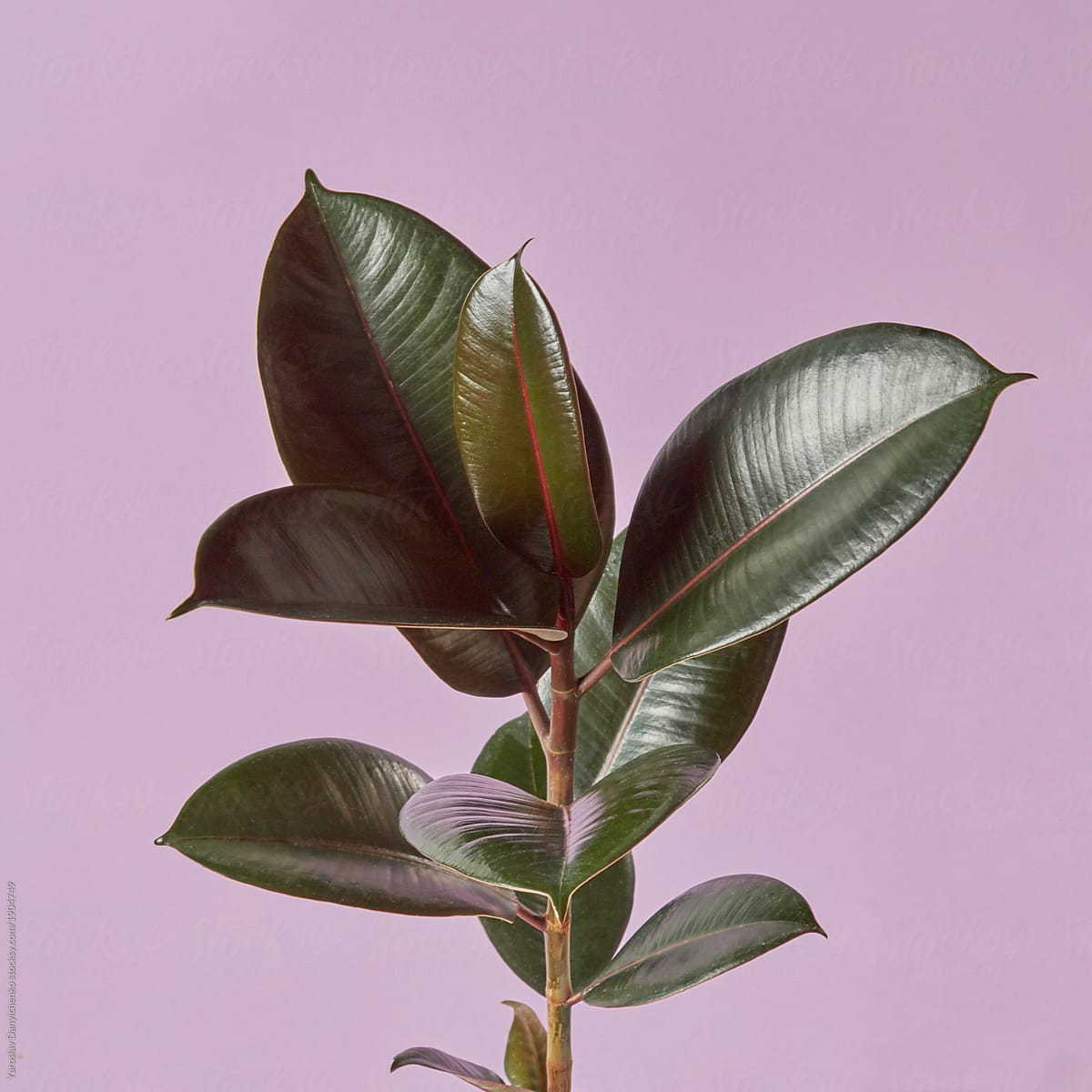 Houseplant ficus isolated on pink background