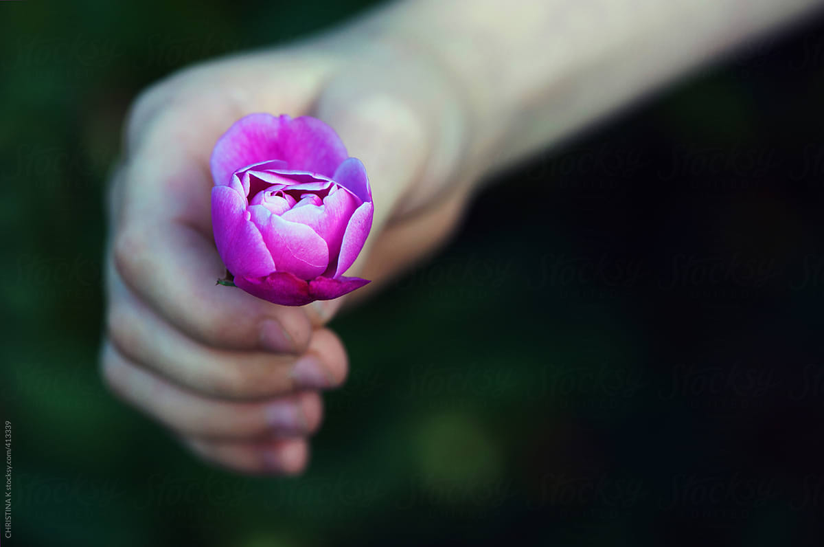 Child holding a pink Rosebud