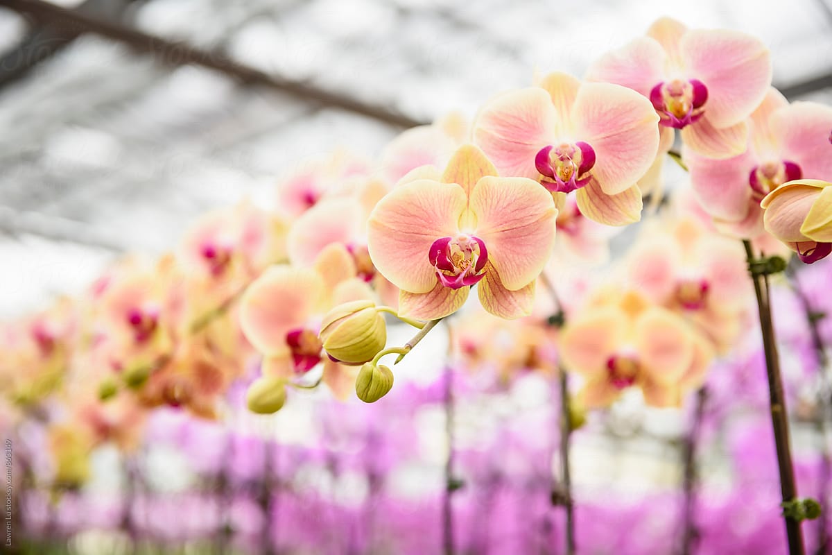 Moth orchid in bulk for sale