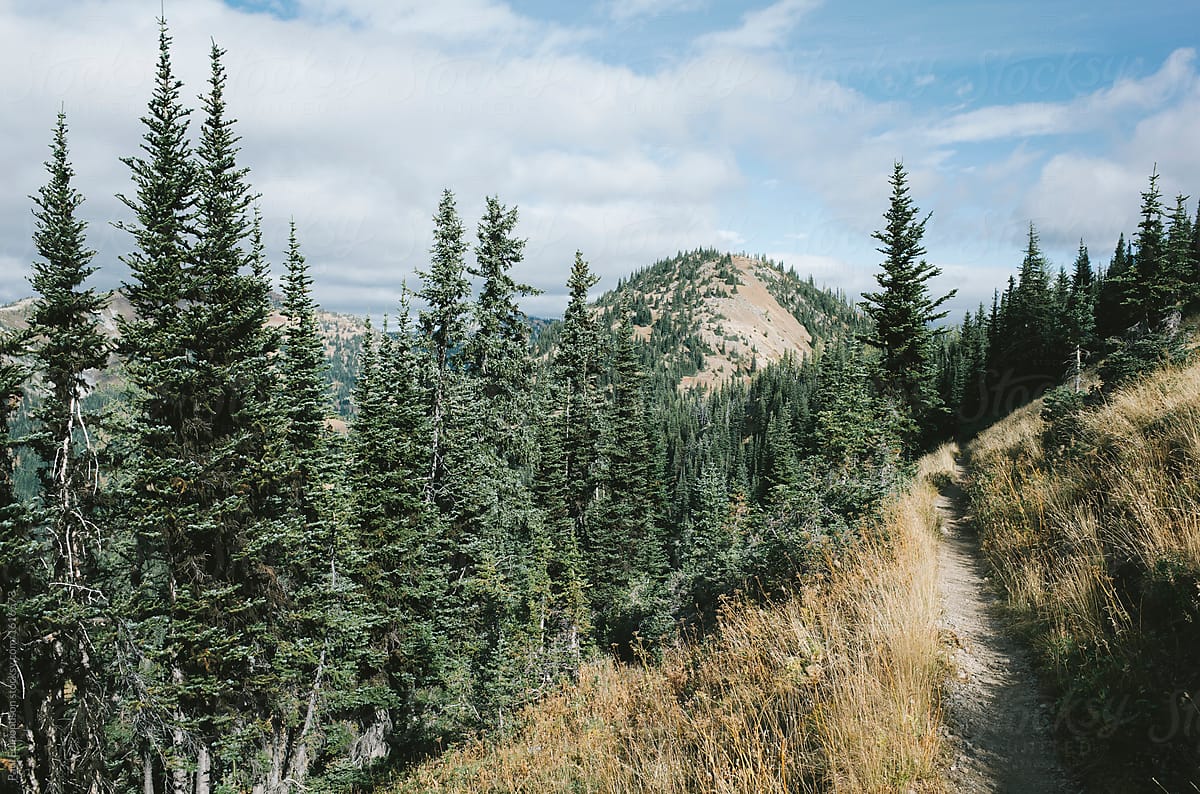 Hiking trail through vast alpine meadow