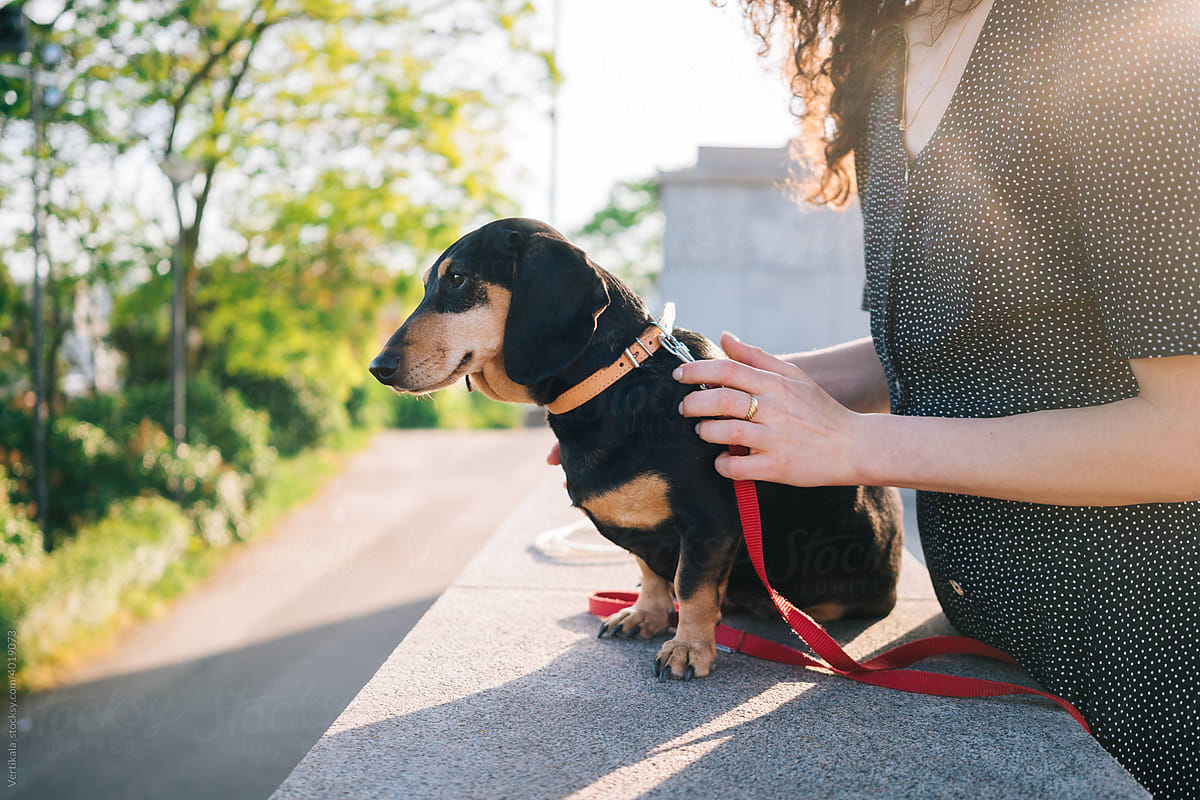 Dachshund sitting next to an anonymous woman outdoors