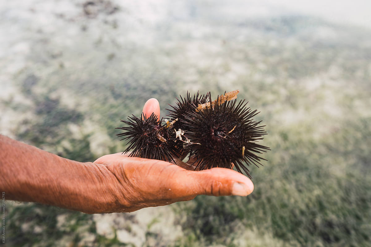 Sea urchin in Zanzibar