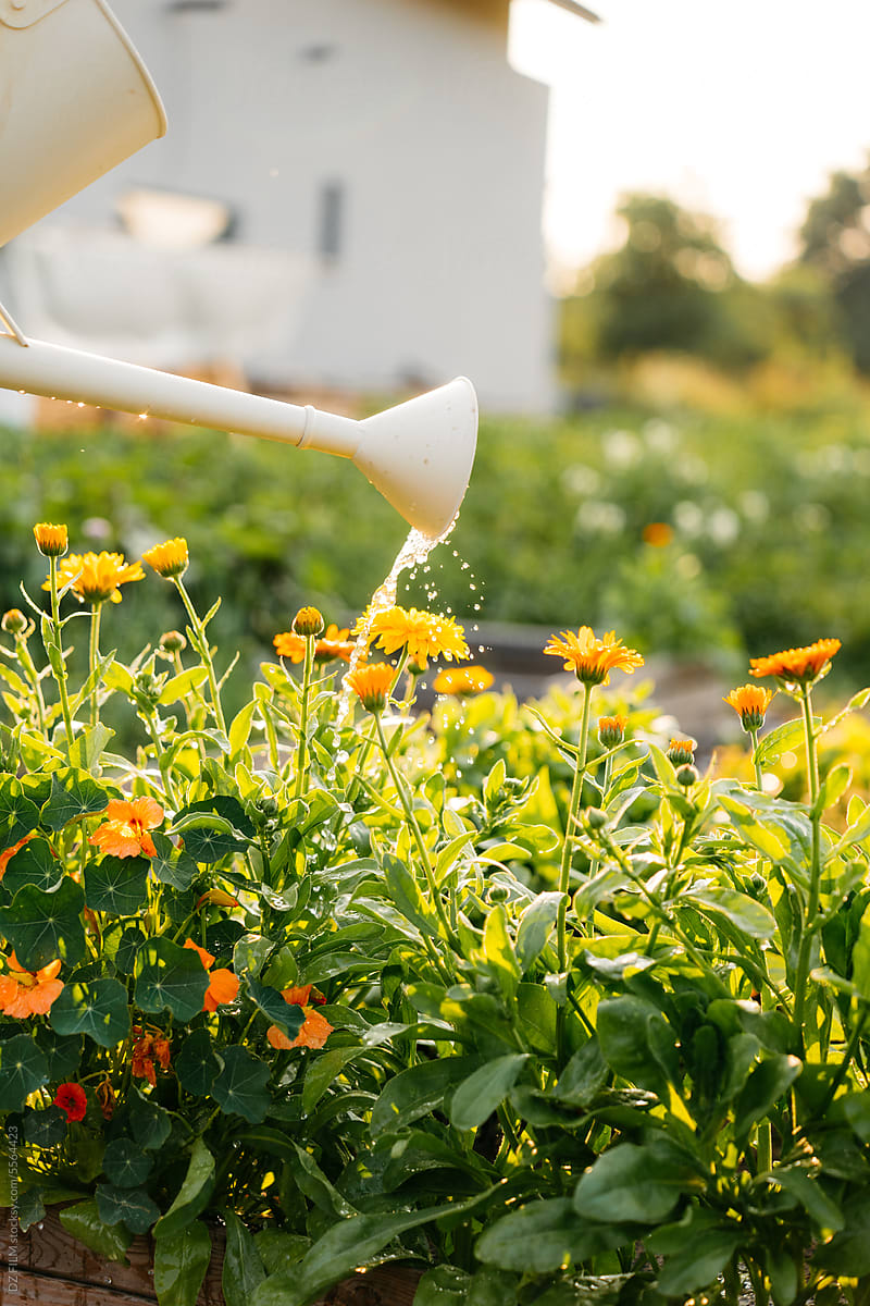 Watering can while watering the garden