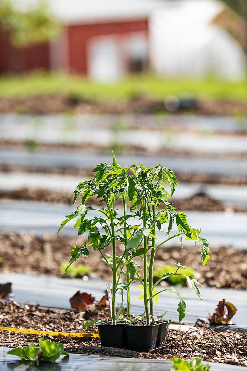 Farm: Young Tomato Seedlings Waiting To Be Planted