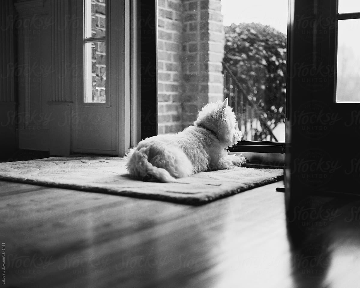 Cute white dog laying on floor looking outside