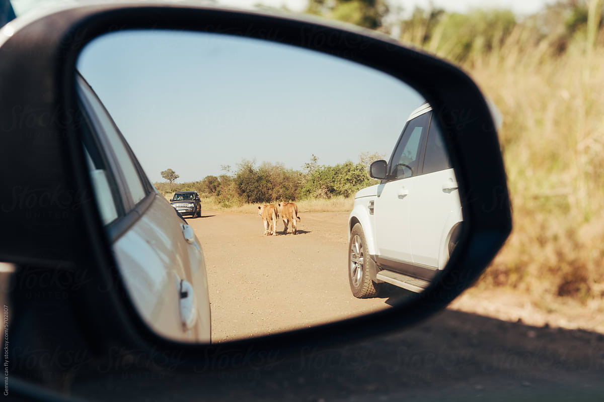 Lions from car rearview mirror POV. Safari travel UGC