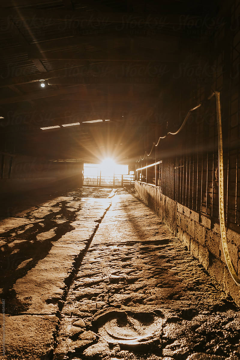 vertical view of the interior of a milking pen with one light entry