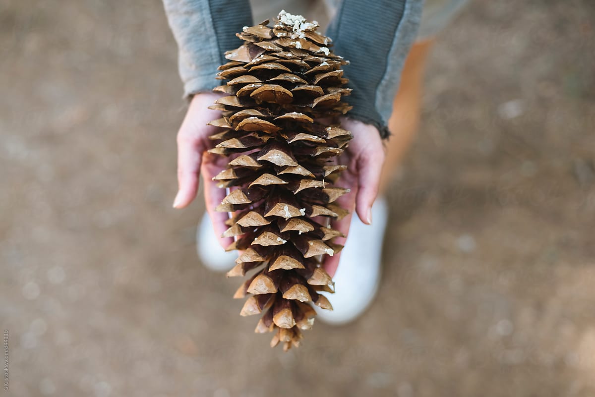 Pine cone in the hand