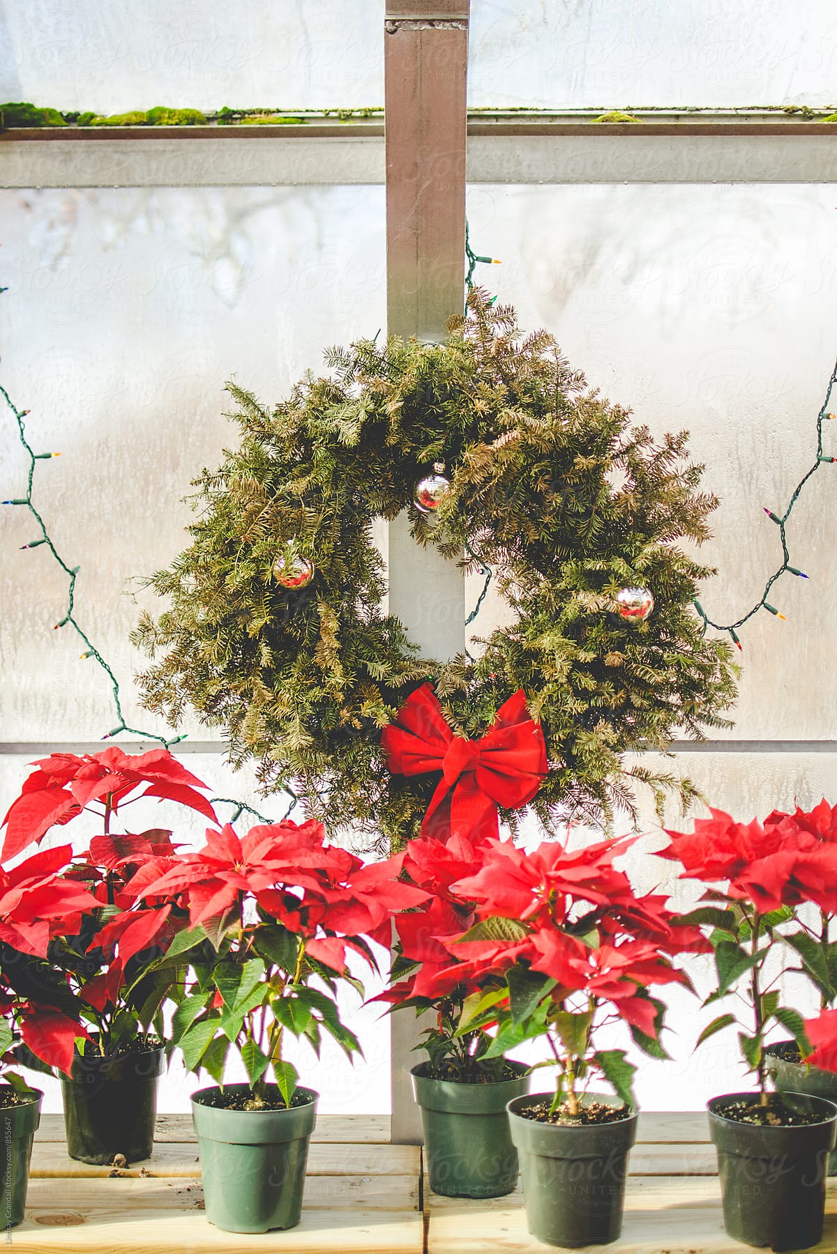 Wreath and poinsettias inside conservatory