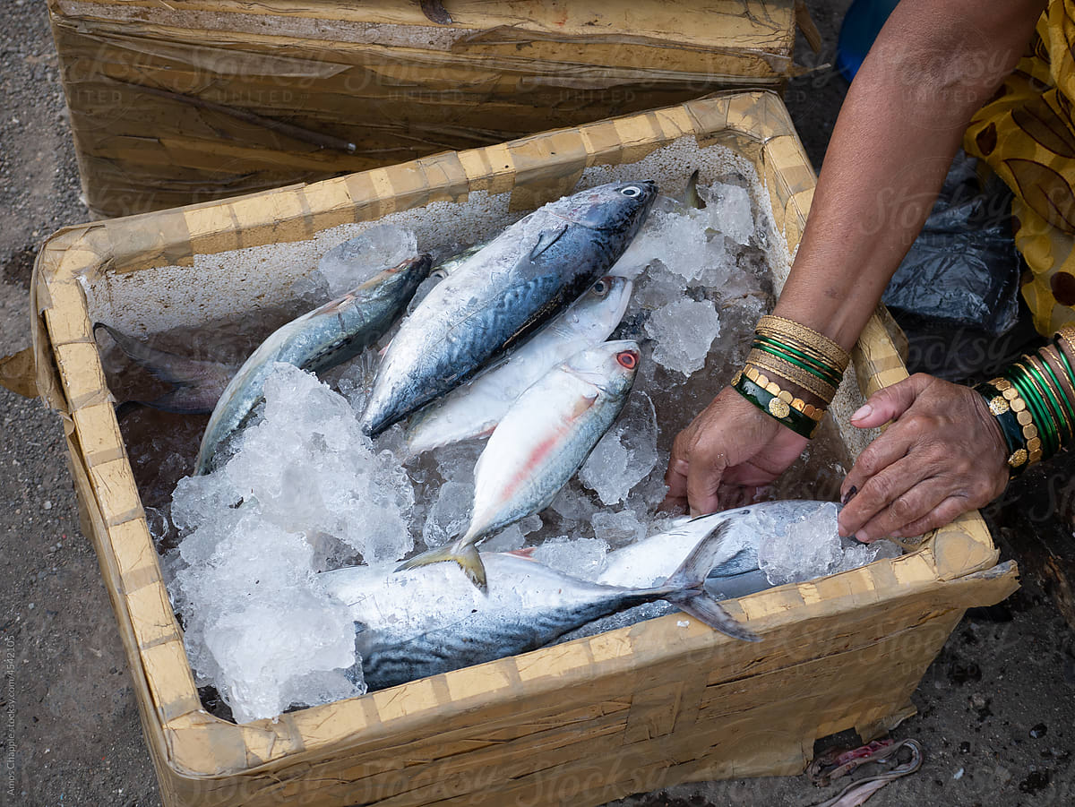 An icebox of freshly-caught fish