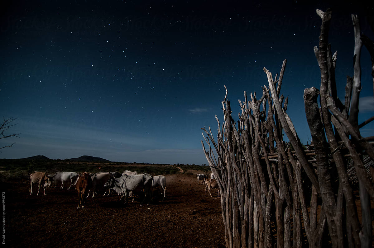 Cattle at night in hamer village