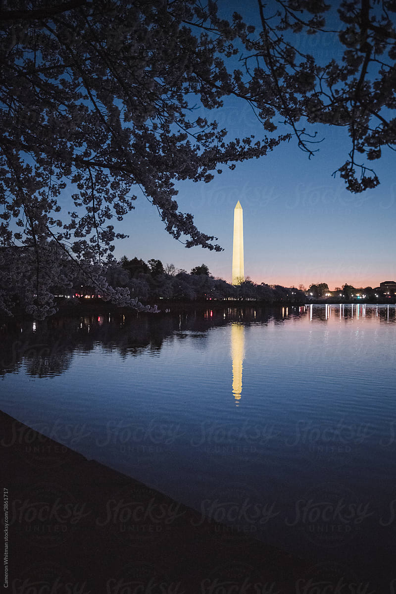 Washington Monument framed by cherry blossoms