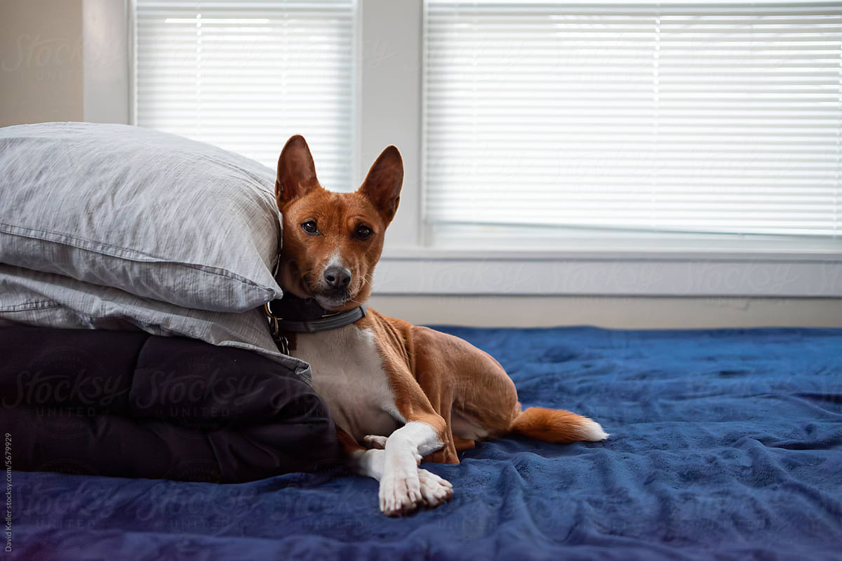 A basenji laying on pillows on a bed