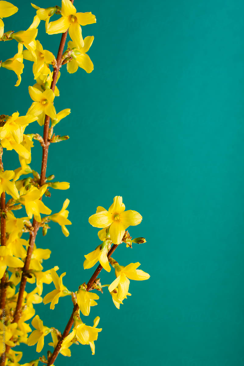 Yellow Forsythia flowers against teal