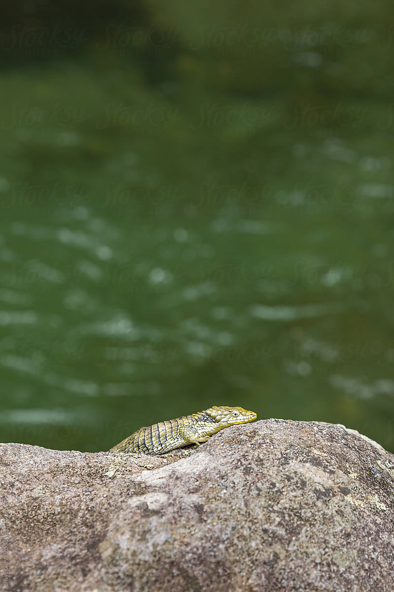 A lizard standing on a rock