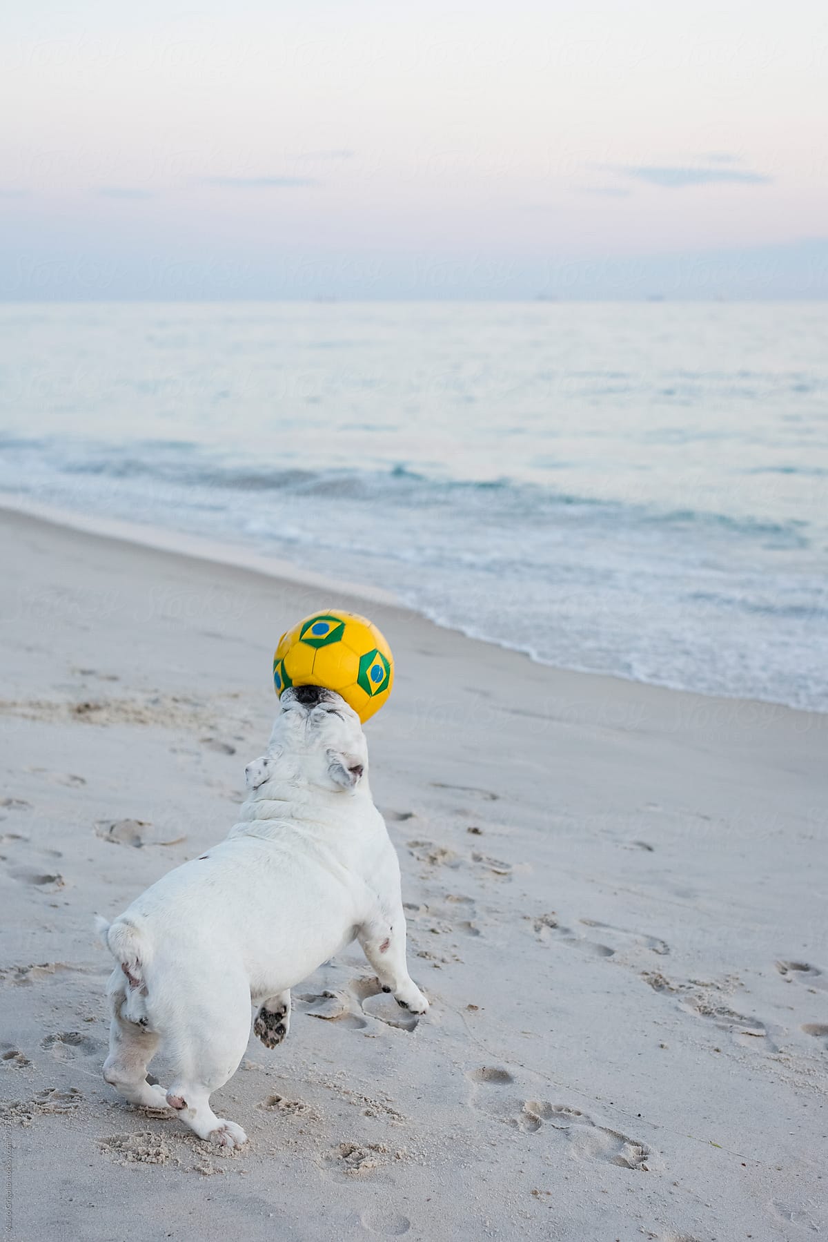 Cute Bulldog playing with a ball  on a Brazilian beach