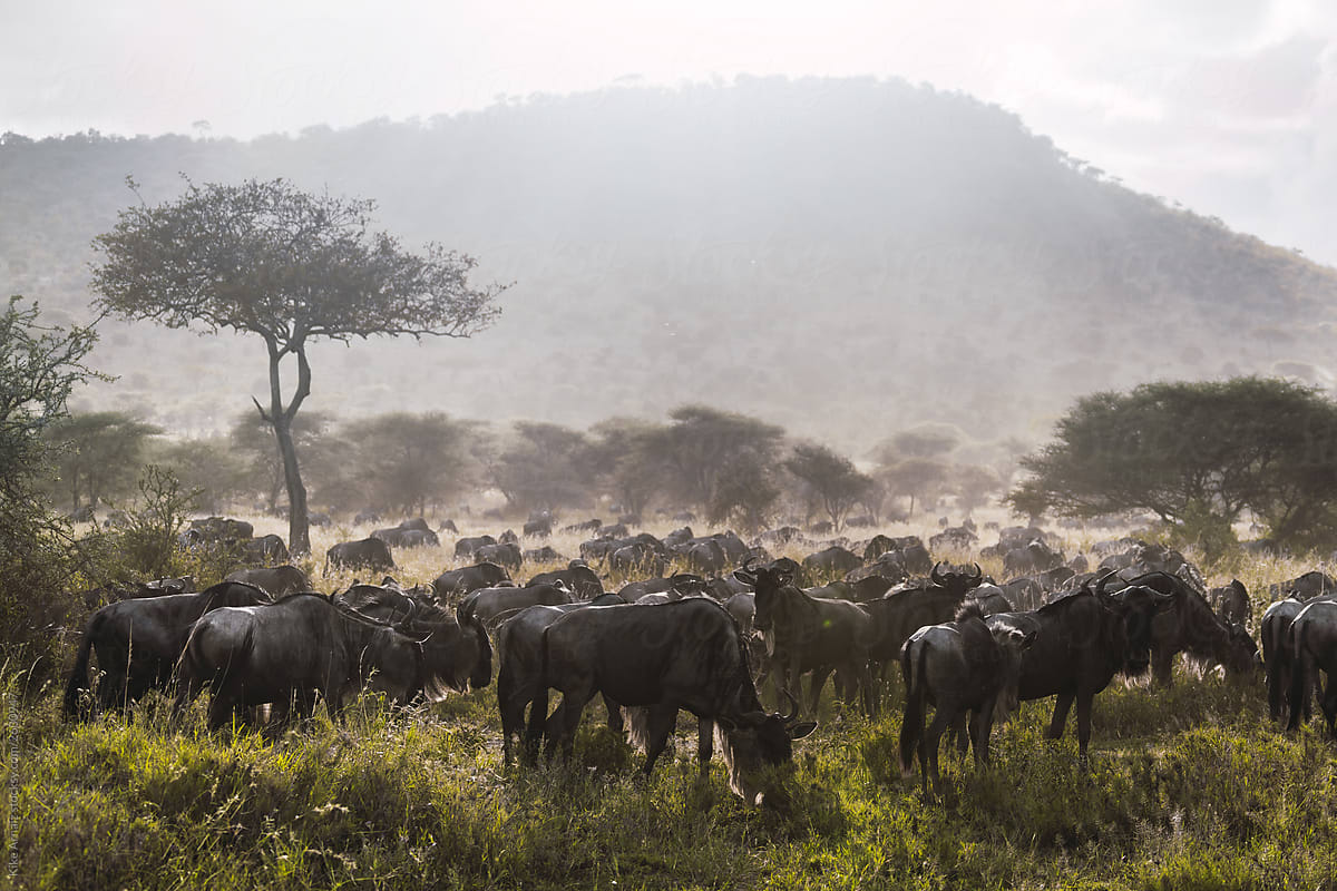 wildebeest grazing