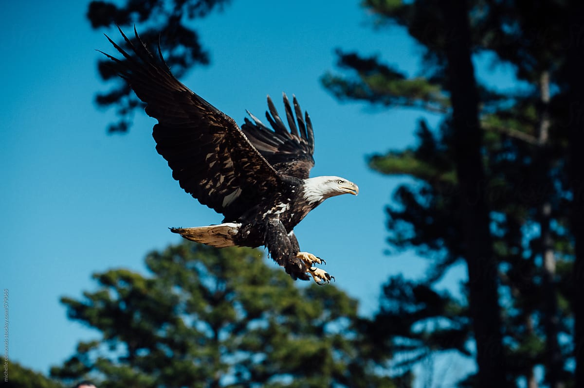 Bald Eagle takes flight after being released back into wild