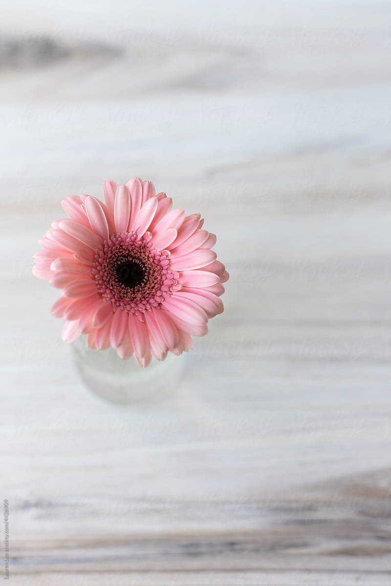 Pretty pink flower on wooden table