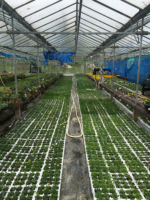 Young plants being cultivated in a greenhouse