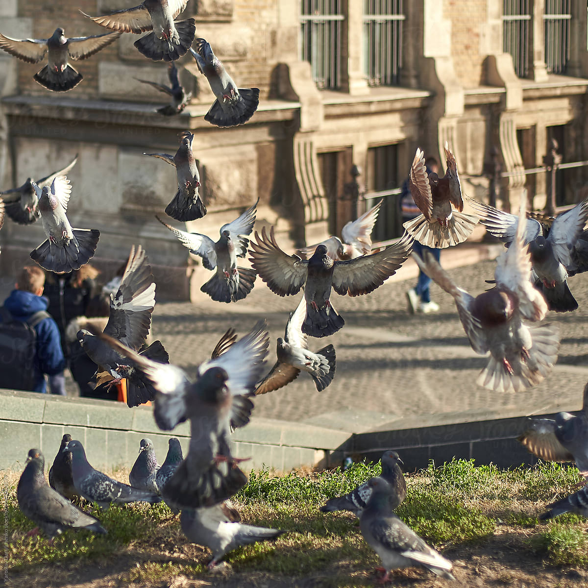 Flying pigeons on a background of historic house, Budapest Hungary.