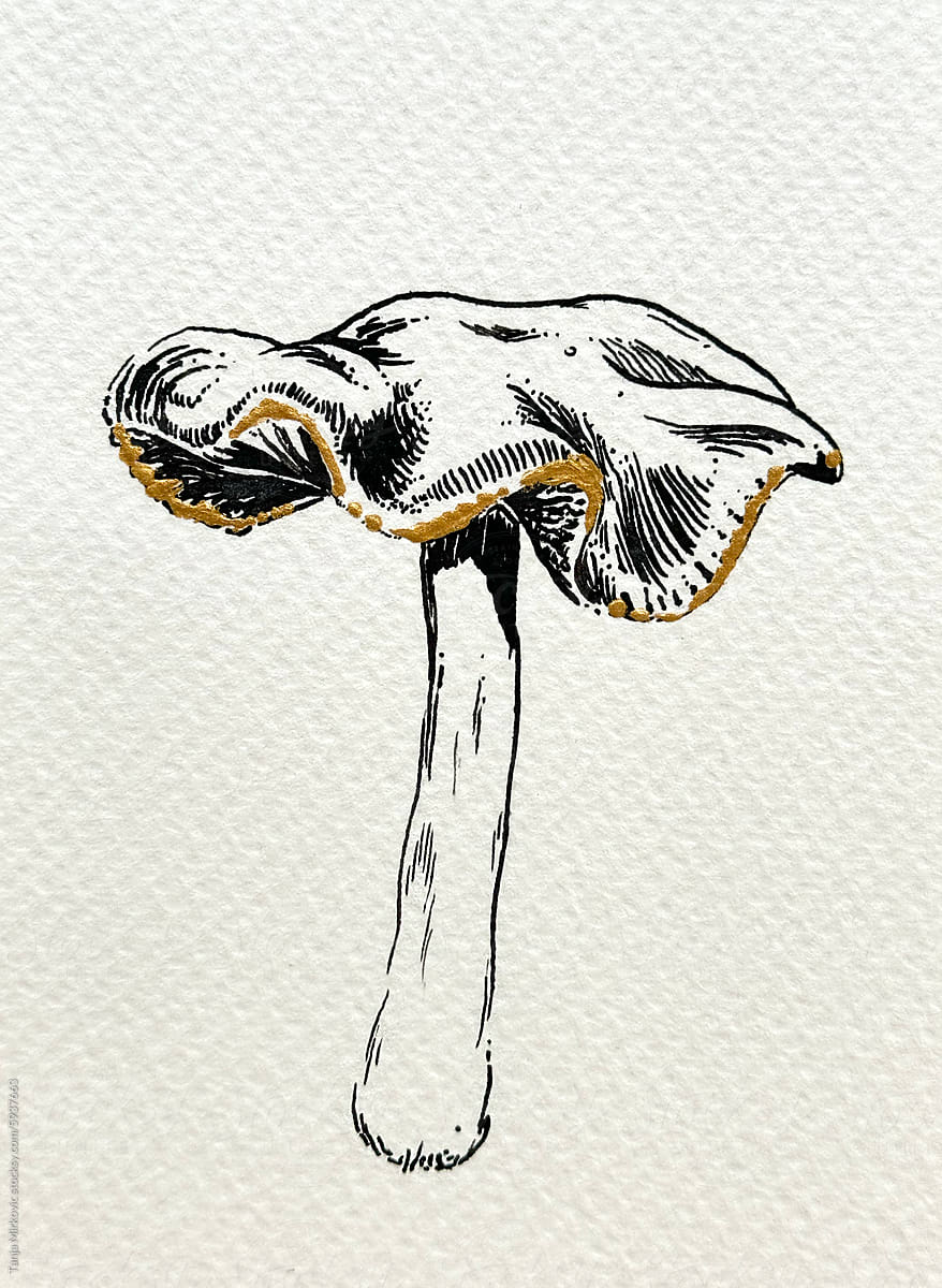 Mushroom Psylocibe Cyanescens drawing