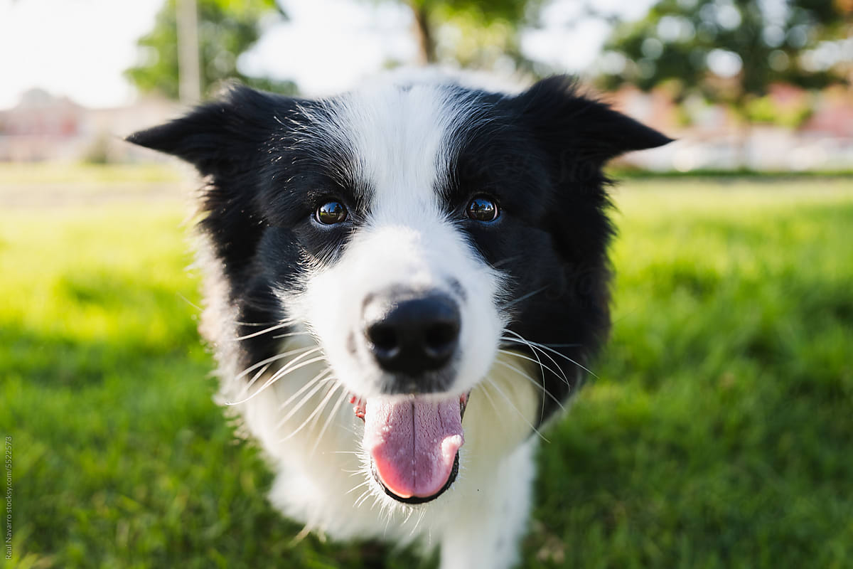 close-up portrait of a border collie dog