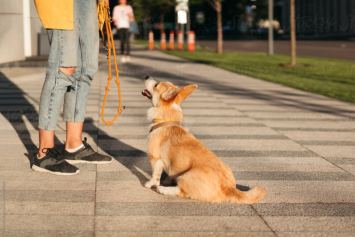 Obedient dog on city walk.